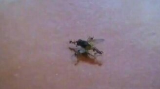 Муху несут на обед - смотреть видео (3:53)