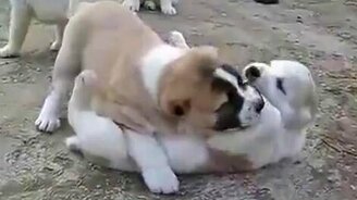 Маленькие азиатские борцы - смотреть видео (2:34)