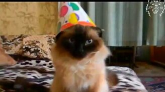 Не хочу праздника! - смотреть видео (0:12)