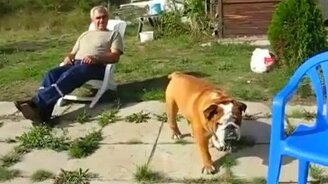 Пёс-силач забирается на стул - смотреть видео (0:23)