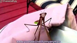 Отважный богомол - смотреть видео (0:42)