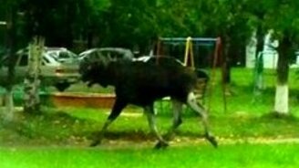 Лось в Ижевске - смотреть видео (3:25)