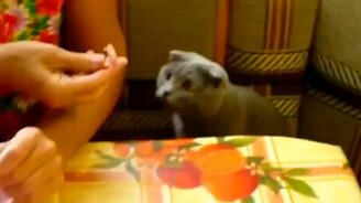 Выпрашиватель мяса - смотреть видео (1:21)