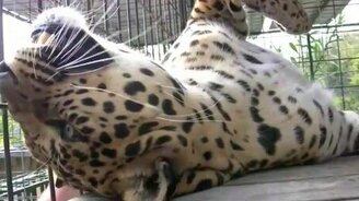 Леопард жаждет ласки - смотреть видео (2:24)