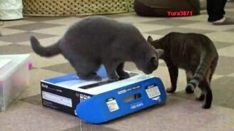 С кошками не соскучишься - смотреть видео (2:14)