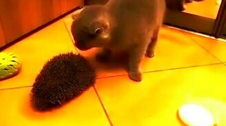 Как кот реагирует на ёжика - смотреть видео (0:56)