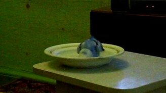 Попугай, который очень любит купаться - смотреть видео (0:40)