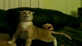 Трололо-кот - смотреть видео (0:52)