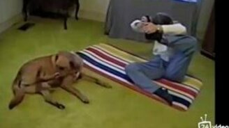 Собака-йог - смотреть видео (0:27)