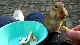 Нерешительный бурундук, или слишком большой орех - смотреть видео (0:46)