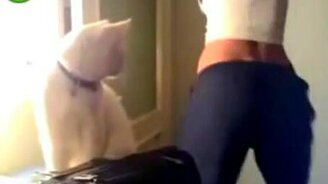 Танец попы - смотреть видео (0:40)