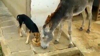 Пёс и осёл делят еду - смотреть видео (1:05)