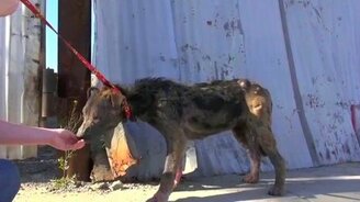 Спасение бездомной собаки - смотреть видео (3:46)