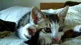 Котёнок йог - смотреть видео (0:44)