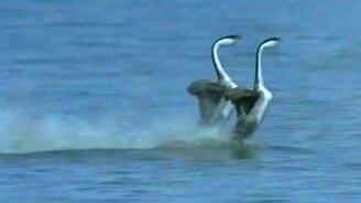 Птичья лезгинка - смотреть видео (0:59)