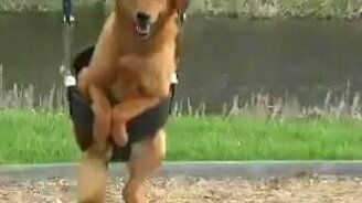 Собака на качелях - смотреть видео (1:58)