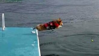 Трусливая моська - смотреть видео (1:32)