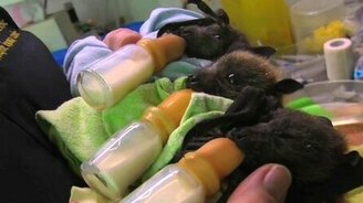 Милые детёныши летучей мыши - смотреть видео (1:30)