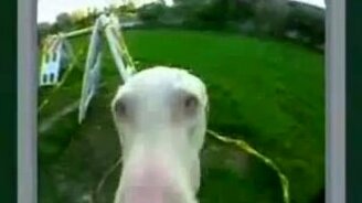 Зверьё крупным планом - смотреть видео (0:32)