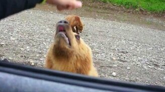 Медведи на Камчатке - смотреть видео (4:43)