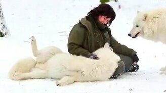 Красивые белые волки - смотреть видео (3:01)