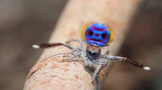 Танец паука-павлина - смотреть видео (3:02)