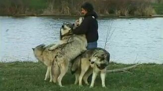 Фотограф среди серых волков - смотреть видео (3:05)