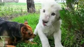 Дружба собаки и львёнка - смотреть видео (1:36)