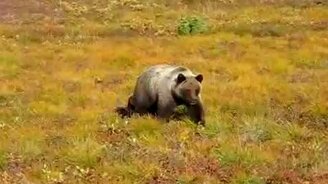 Медведь, пошёл отсюда! - смотреть видео (1:35)