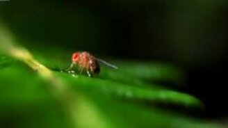 Как прекрасна природа! - смотреть видео (1:42)