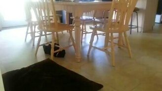 Кот, которого прёт - смотреть видео (0:26)