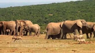 Взаимовыручка у слонов - смотреть видео (1:10)