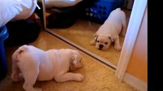 Подборка - Животные против зеркал - смотреть видео (4:33)