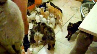 Кошачий ужастик - смотреть видео (0:41)