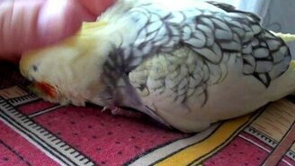 Ласковый попугайчик - смотреть видео (3:55)