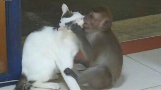 Обезьяна целуется с кошкой - смотреть видео (0:52)
