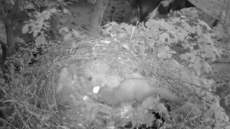 Аист сражается с куницей - смотреть видео (1:24)