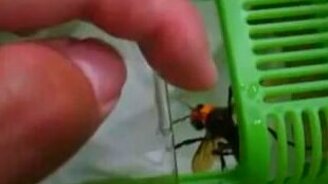 Большой шершень на руке - смотреть видео (0:51)