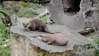 Выдра и камушек - смотреть видео (0:32)