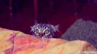 Весёлая подборка с кошками - смотреть видео (5:05)