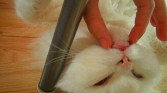 Разбудила белого котяру - смотреть видео (0:37)