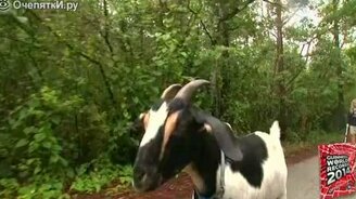 Коза на скейте - смотреть видео (1:18)