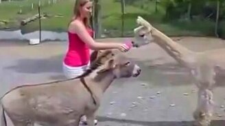 Осёл влюбился - смотреть видео (0:49)