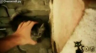 Игра - Хватай кота - смотреть видео (1:16)