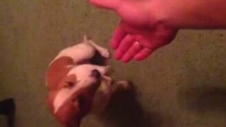 Только не ссы! - смотреть видео (0:22)