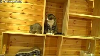 Мару и котёнок - смотреть видео (0:18)