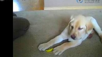 Щенок против лимона - смотреть видео (2:29)