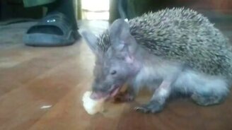 Ёжик Володя - смотреть видео (2:28)