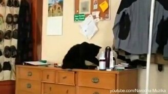 Любимый кошачий жест - смотреть видео (0:10)