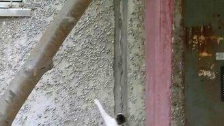 Кошка-скалолазка - смотреть видео (0:46)